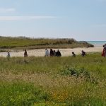 Le littoral et ses plantes compagnes, cueillette curieuse côté mer - dimanche 3 septembre de 14h30 à 17h